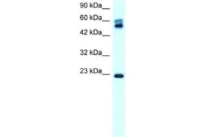 Western Blotting (WB) image for anti-Claudin 8 (CLDN8) antibody (ABIN2460769) (CLDN8 Antikörper)