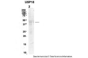 Sample Type: 2. (USP18 Antikörper  (N-Term))