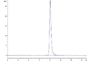 The purity of Cynomolgus/Rhesus macaque Her3 is greater than 95 % as determined by SEC-HPLC. (ERBB3 Protein (AA 20-641) (His tag))