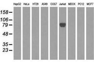 Western blot analysis of extracts (35 µg) from 9 different cell lines by using anti-EPM2AIP1 monoclonal antibody.