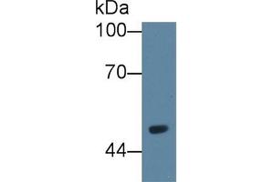Detection of VNN1 in Rat Serum using Polyclonal Antibody to Vanin 1 (VNN1) (VNN1 Antikörper  (AA 22-328))