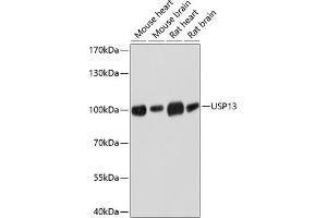 Western blot analysis of extracts of various cell lines, using USP13 antibody (ABIN6130758, ABIN6149996, ABIN6149997 and ABIN6214450) at 1:3000 dilution. (USP13 Antikörper  (AA 90-200))