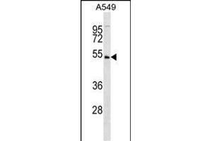 KIS Antibody (C6) (ABIN392641 and ABIN2842145) western blot analysis in A549 cell line lysates (35 μg/lane). (UHMK1 Antikörper  (N-Term))