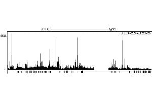 ChIP DNA-Sequencing (ChIP-seq) image for anti-Lysine (K)-Specific Demethylase 5C (KDM5C) (AA 275-325) antibody (ABIN7453308) (KDM5C Antikörper  (AA 275-325))