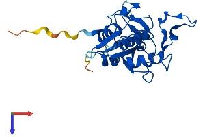 WDYHV1 Protein (AA 1-209) (His tag)