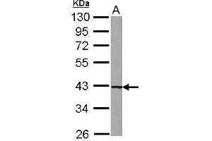 WB Image Sample (30 ug of whole cell lysate) A: U87-MG 10% SDS PAGE antibody diluted at 1:1000 (UROD Antikörper)