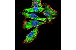 Immunofluorescence analysis of Hela cells using GNAS mouse mAb (green). (GNAS Antikörper  (AA 42-188))