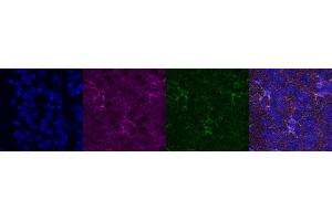 Immunohistochemistry (IHC) image for anti-Glutamate-Ammonia Ligase (GLUL) antibody (ABIN7456060) (GLUL Antikörper)