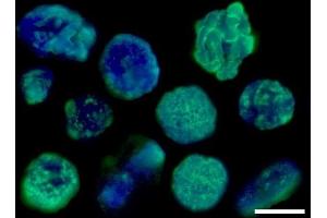 Immunofluorescence (IF) image for anti-Histone H3 (H3) antibody (ABIN619545) (Histone 3 Antikörper)