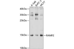 Western blot analysis of extracts of various cell lines, using R antibody (ABIN3017320, ABIN3017321, ABIN3017322 and ABIN6220039) at 1:1000 dilution. (RAMP2 Antikörper  (AA 1-145))