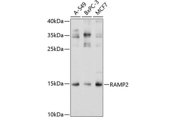 RAMP2 Antikörper  (AA 1-145)