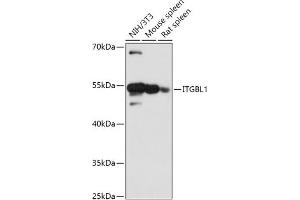 Western blot analysis of extracts of various cell lines, using ITGBL1 antibody (ABIN7267940) at 1:1000 dilution. (ITGBL1 Antikörper  (AA 200-300))