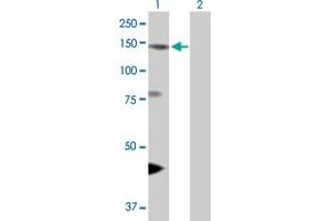 Western Blot analysis of EIF4ENIF1 expression in transfected 293T cell line by EIF4ENIF1 MaxPab polyclonal antibody. (EIF4ENIF1 Antikörper  (AA 1-985))