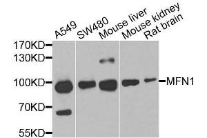 Western blot analysis of extracts of various cell lines, using MFN1 antibody. (MFN1 Antikörper  (AA 622-741))
