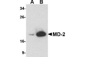 Western Blotting (WB) image for anti-Lymphocyte Antigen 96 (LY96) antibody (ABIN1031730) (LY96 Antikörper)