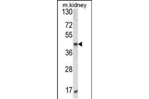 Western blot analysis of ALKBH3 Antibody in mouse kidney tissue lysates (35ug/lane) (ALKBH3 Antikörper  (C-Term))