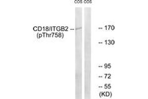 Western blot analysis of extracts from COS7 cells treated with EGF 200ng/ml 30', using CD18/ITGB2 (Phospho-Thr758) Antibody. (Integrin beta 2 Antikörper  (pThr758))