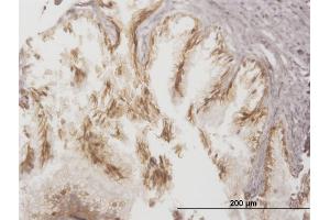 Immunostaining (ISt) image for anti-ATP-Binding Cassette, Sub-Family C (CFTR/MRP), Member 4 (ABCC4) (AA 1-110) antibody (ABIN564442)