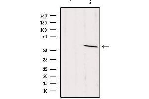 Western blot analysis of extracts from rat brain, using PSAP Antibody. (Prosaposin Antikörper  (Internal Region))