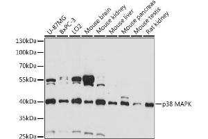 Western blot analysis of extracts of various cell lines, using p38 antibody (ABIN6130006, ABIN6143525, ABIN6143527 and ABIN6221180) at 1:1000 dilution.