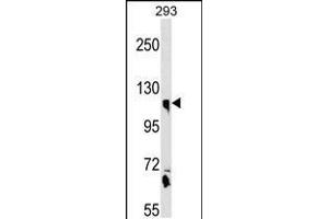 Western blot analysis in 293 cell line lysates (35ug/lane). (Calsyntenin 1 Antikörper  (N-Term))