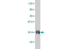 Western Blot detection against Immunogen (32.