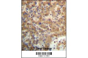 SEC14L4 Antibody immunohistochemistry analysis in formalin fixed and paraffin embedded human liver tissue followed by peroxidase conjugation of the secondary antibody and DAB staining. (SEC14L4 Antikörper  (N-Term))