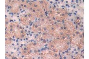 DAB staining on IHC-P; Samples: Mouse Kidney Tissue (CD15 Antikörper  (AA 144-389))