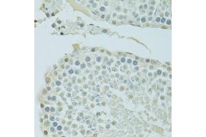 Immunohistochemistry of paraffin-embedded rat testis using BRD3 antibody (ABIN6003514) at dilution of 1/100 (40x lens). (BRD3 Antikörper)