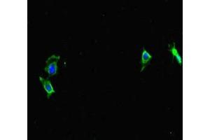 Immunofluorescent analysis of Hela cells using ABIN7164173 at dilution of 1:100 and Alexa Fluor 488-congugated AffiniPure Goat Anti-Rabbit IgG(H+L) (CWC22 Antikörper  (AA 360-623))