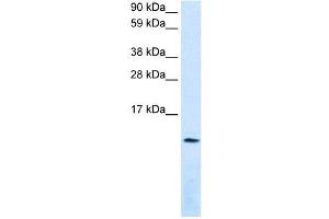 CXCL12 antibody (70R-10501) used at 0. (CXCL12 Antikörper  (Middle Region))