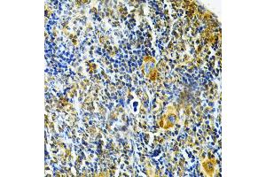 Immunohistochemistry of paraffin-embedded mouse spleen using GLRX Antibody (ABIN1876503) at dilution of 1:200 (40x lens). (Glutaredoxin 1 Antikörper)