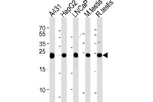 Western blot analysis of lysates from A431, HepG2, LNCaP cell line and mouse testis, rat testis tissue lysates (from left to right), using TPI1 Antibody (C-term) (ABIN389458 and ABIN2839525). (TPI1 Antikörper  (C-Term))