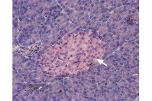 Immunohistochemistry (IHC) image for anti-Potassium Channel, Subfamily K, Member 5 (KCNK5) (AA 483-499), (Intracellular) antibody (ABIN7043455)