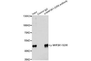 Immunoprecipitation analysis of 200 μg extracts of 293 cells treated by PMA using 2. (MEK1 Antikörper  (pSer297))