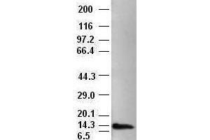 Western Blotting (WB) image for anti-Neurotrophin 4 (NTF4) (AA 81-210) antibody (ABIN1491680) (Neurotrophin 4 Antikörper  (AA 81-210))