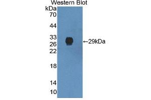 Figure. (IVD Antikörper  (AA 1-235))