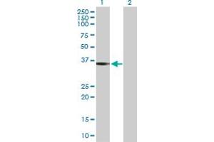 Western Blot analysis of PEX19 expression in transfected 293T cell line by PEX19 MaxPab polyclonal antibody. (PEX19 Antikörper  (AA 1-299))