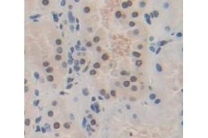 Used in DAB staining on fromalin fixed paraffin- embedded Kidney tissue (HES1 Antikörper  (AA 21-251))