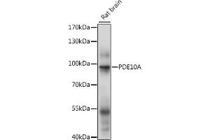 Western blot analysis of extracts of rat brain, using PDE10A antibody (ABIN7269297) at 1:1000 dilution. (PDE10A Antikörper  (AA 23-200))
