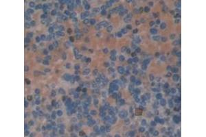 Figure. (Myeloperoxidase Antikörper  (AA 139-252))