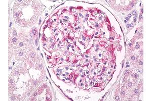 Anti-Beta Tubulin antibody IHC of human kidney, glomeruli. (TUBB Antikörper  (AA 417-435))