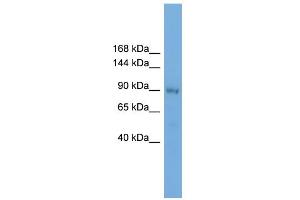WB Suggested Anti-KIFAP3 Antibody Titration: 0.