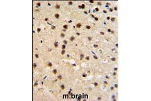 FKBP10 Antibody IHC analysis in formalin fixed and paraffin embedded mouse brain tissue followed by peroxidase conjugation of the secondary antibody and DAB staining. (FKBP10 Antikörper  (N-Term))