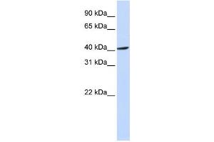 Western Blotting (WB) image for anti-F-Box Protein 28 (FBXO28) antibody (ABIN2459861)