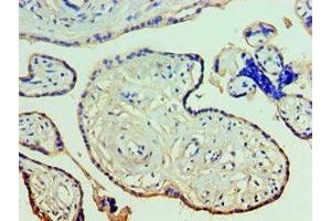 Immunohistochemistry of paraffin-embedded human placenta tissue using ABIN7144263 at dilution of 1:100 (Annexin A11 Antikörper  (AA 276-505))