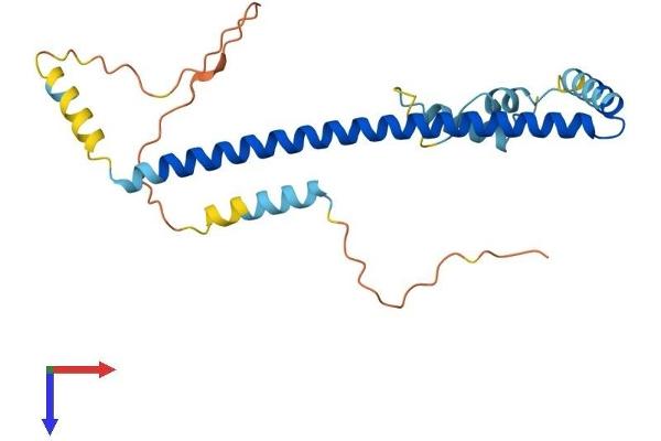 CLTB Protein (AA 1-229) (His tag)