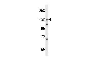 TLR9 Antibody (C-term) (ABIN657643 and ABIN2846638) western blot analysis in Ramos cell line lysates (35 μg/lane). (TLR9 Antikörper  (C-Term))