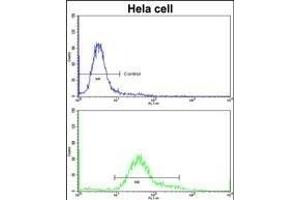 Flow cytometric analysis of hela cells using IT Antibody (C-term)(bottom histogram) compared to a negative control cell (top histogram)FITC-conjugated goat-anti-rabbit secondary antibodies were used for the analysis. (IMMT Antikörper  (C-Term))
