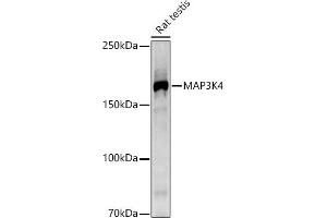 Western blot analysis of extracts of Rat testis, using MK4 antibody (ABIN7268653) at 1:1000 dilution. (MAP3K4 Antikörper)